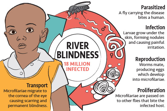 riverblindness_life_cycle